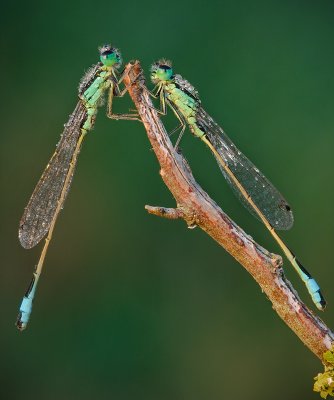 Macro
