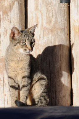 DSC_9388.JPG