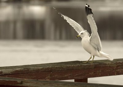 Seagull 