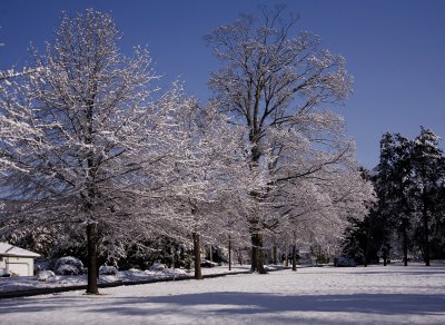 Snow Topped Trees