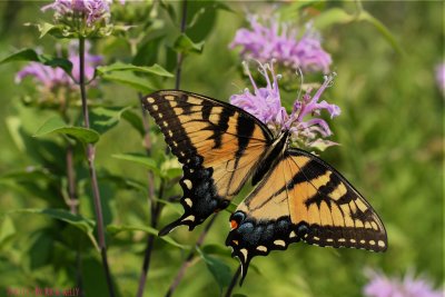 Winged Beauty