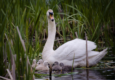 Protective Mother