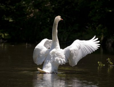 Spreading Wings