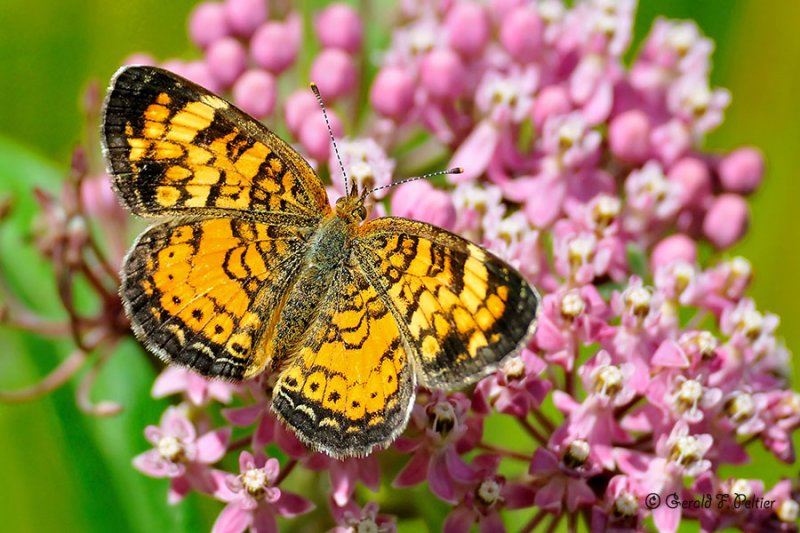 Pearl crescent