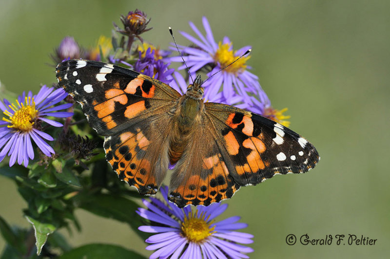  Painted Lady 