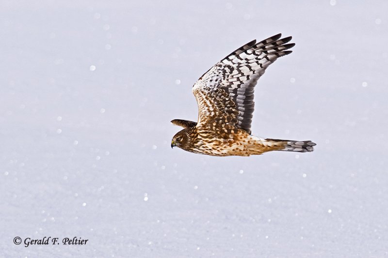   Northern Harrier   19