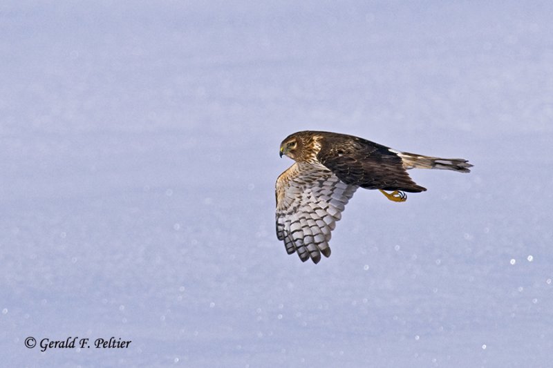  Northern Harrier   21