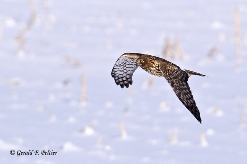   Northern Harrier    28
