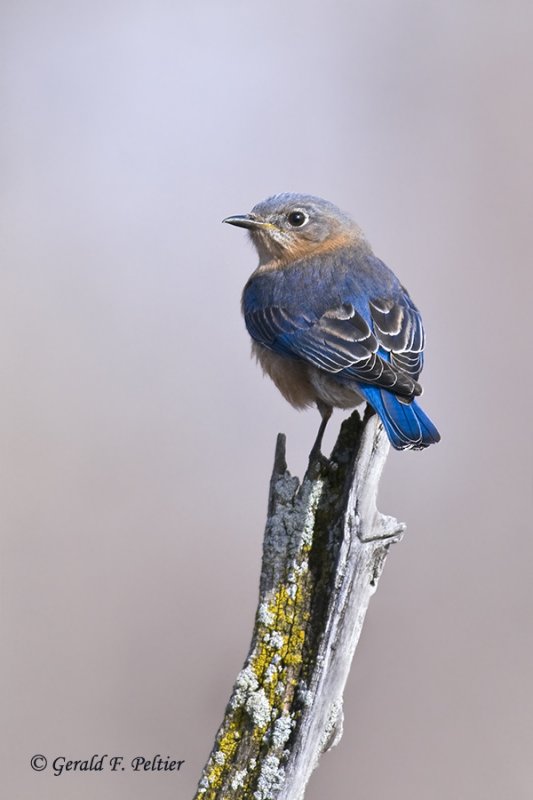  Eastern Bluebird   10