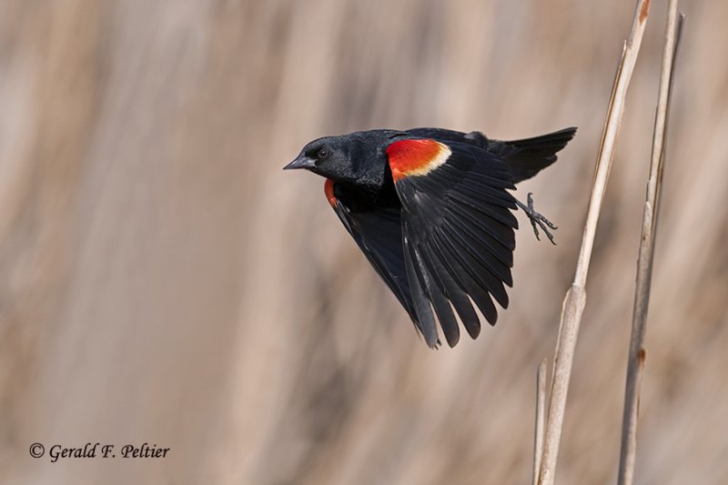  Red - winged Blackbird   6