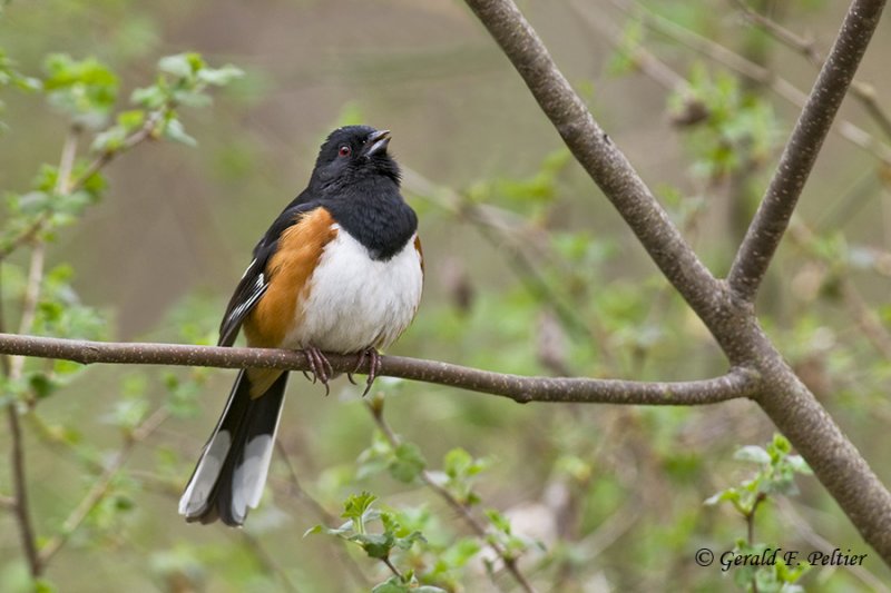   Eastern Towhee   2