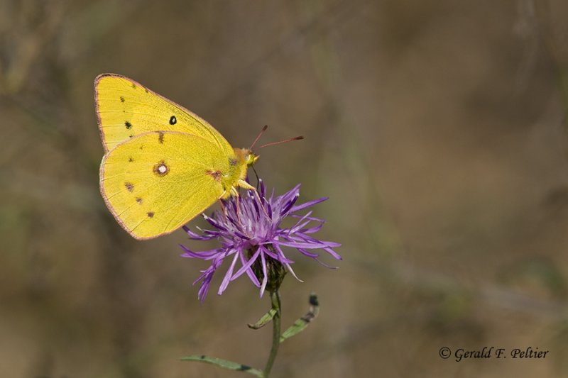   Little Yellow Sulpher 