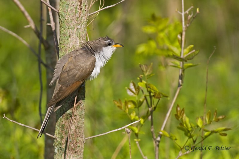  Yellow - billed Cuckoo   3