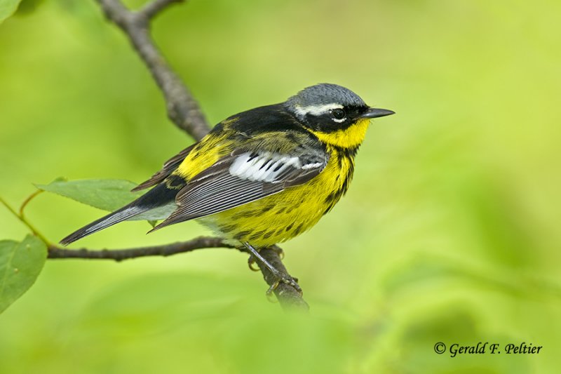   Magnolia Warbler 