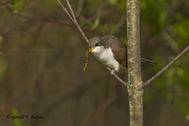  Yellow - billed Cuckoo   5