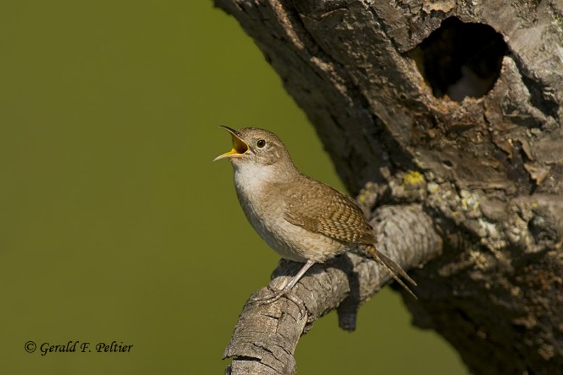   House Wren   4