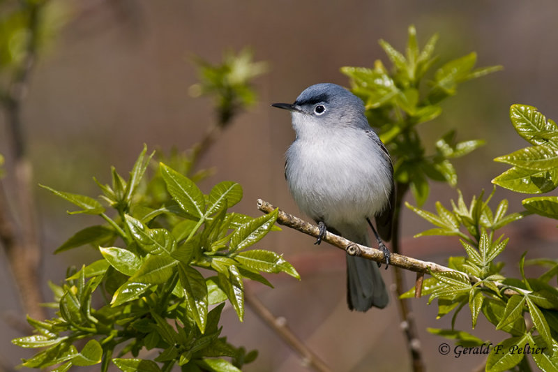  Blue -  gray Gnatcatcher   4