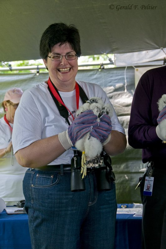 Peregrine Falcon , banding  May 27 10