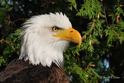  Bald Eagle  35  ( captive )