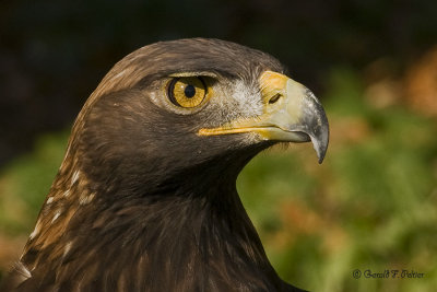   Golden Eagle  4  ( captive )