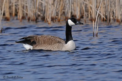  Canada Goose  2