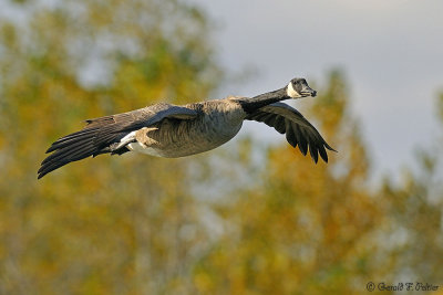  Canada Goose  3