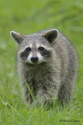  Racoon  1