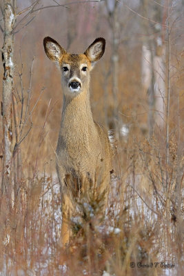  White - tailed deer  1