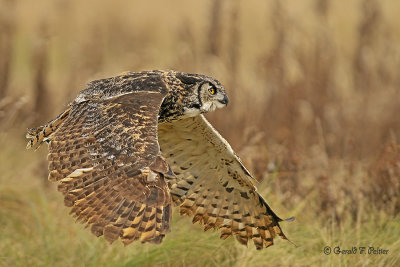  Great Horned Owl  33