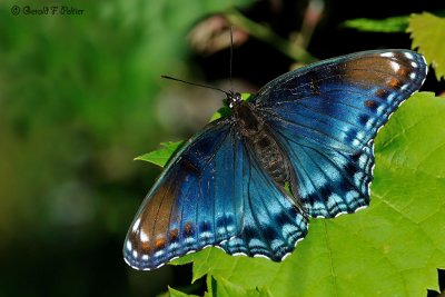  Red - spotted purple