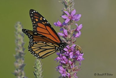 Monarch  and  bee