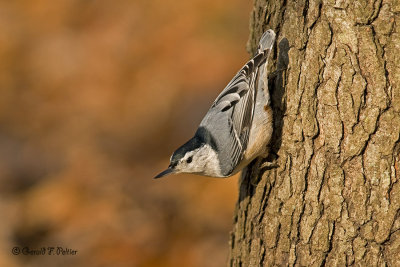   White - breasted Nuthatch 
