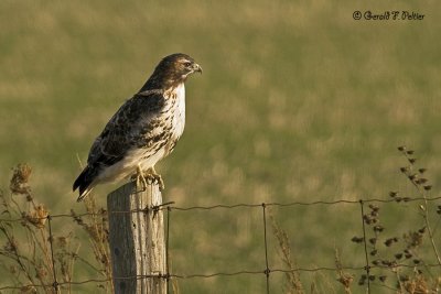   Red - tailed Hawk  5