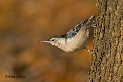  White - breasted Nuthatch   2