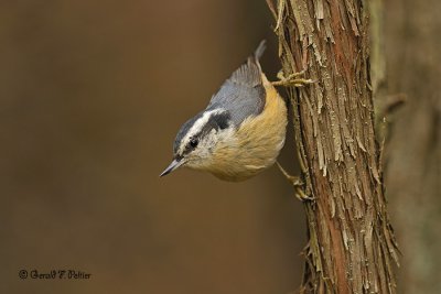  Red - breasted Nuthatch