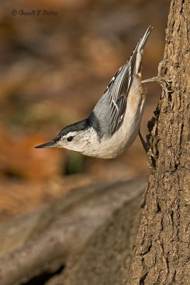  White - breasted Nuthatch  3
