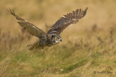  Great Horned Owl  34  ( captive )