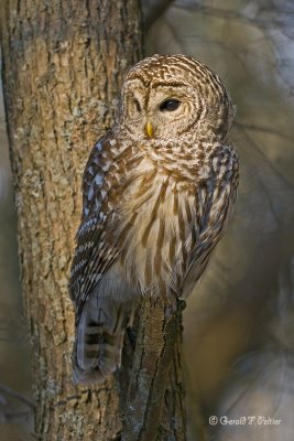   Barred Owl  7