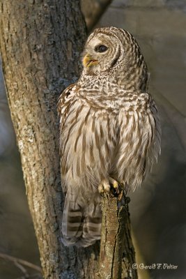   Barred Owl  12