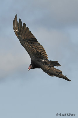  Turkey Vulture  1