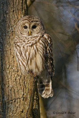   Barred Owl  12