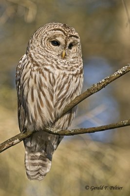  Barred Owl   13