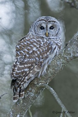  Barred Owl  14