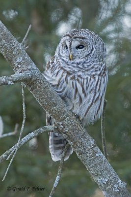  Barred Owl  15
