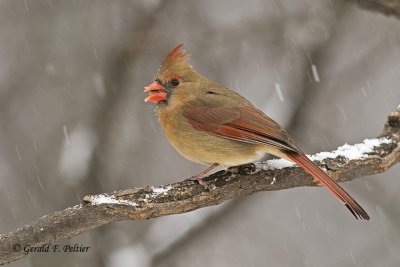   Northern Cardinal  3