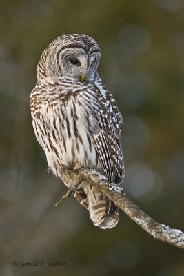  Barred Owl  17