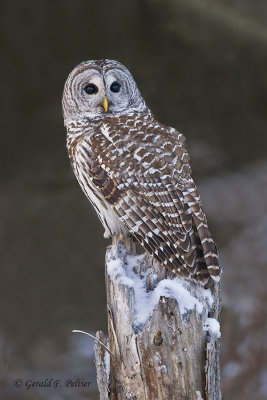   Barred Owl  18