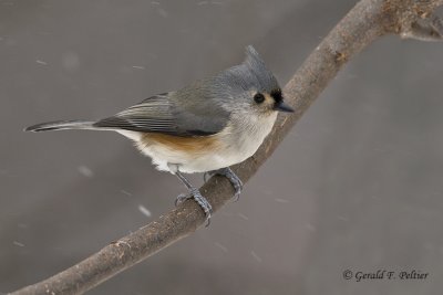  Tufted Titmouse  2