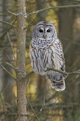   Barred Owl   20