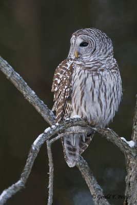   Barred Owl  22